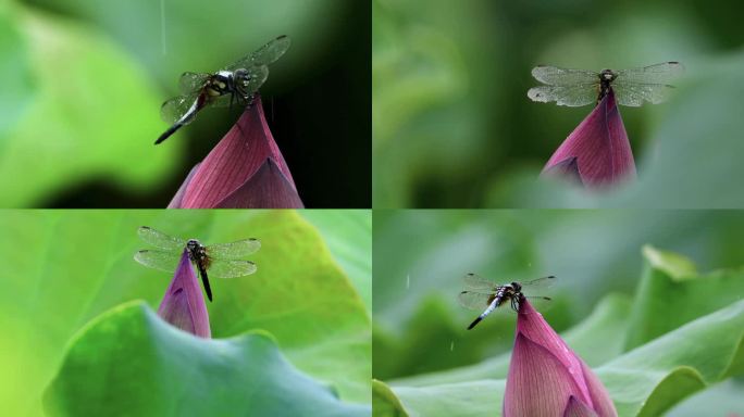 高清唯美荷花蜻蜓视频