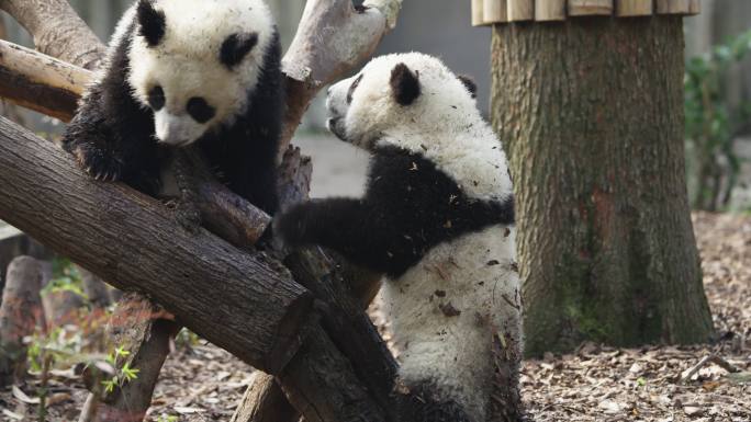 两只玩耍打闹嬉戏的大熊猫幼崽