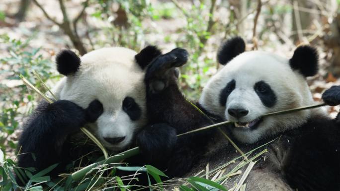 两只一起吃竹叶的大熊猫
