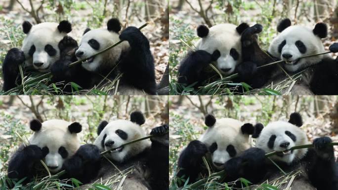 两只一起吃竹叶的大熊猫