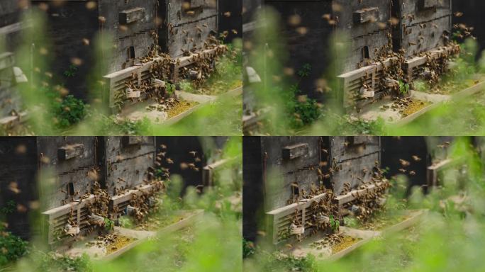 生态养蜂场蜜蜂飞舞慢镜头