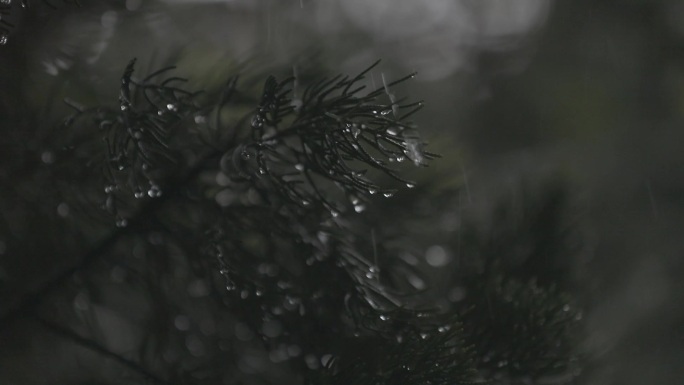 雨中的植被 宁波奉化岳林寺 灰片素材