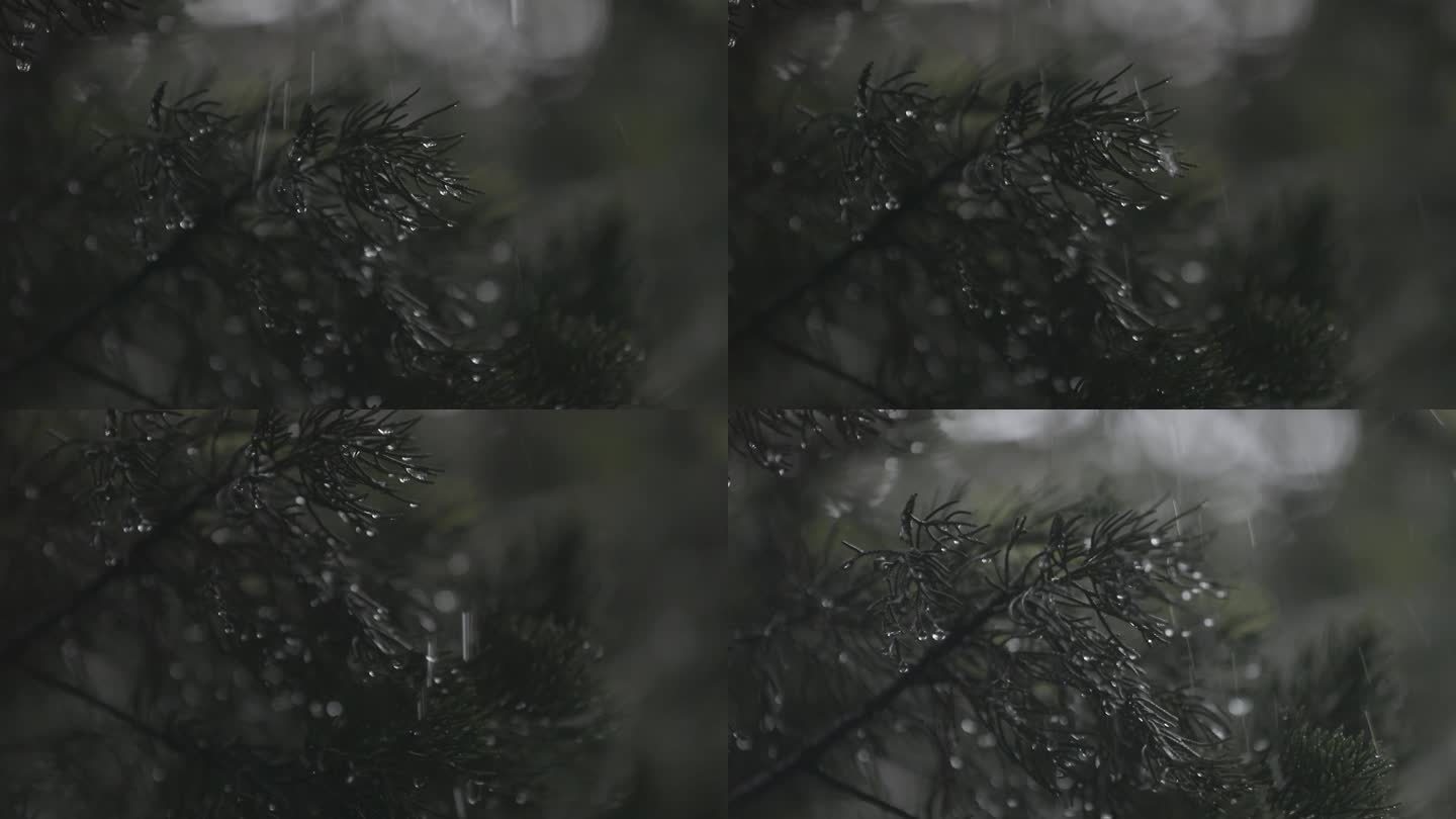 雨中的植被 宁波奉化岳林寺 灰片素材