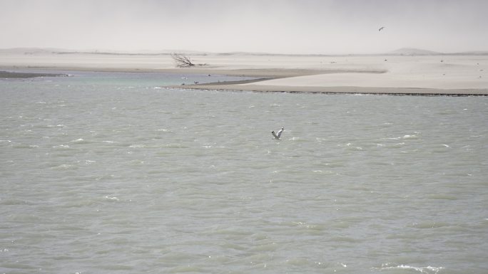 棕头鸥 掠过江面 沙暴