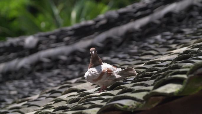 屋檐鸽子整理翅膀 青瓦砖上的鸽子A023