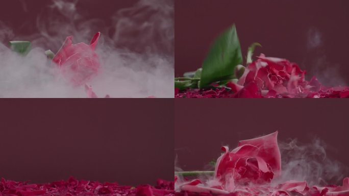 玫瑰破碎美妆广告素材