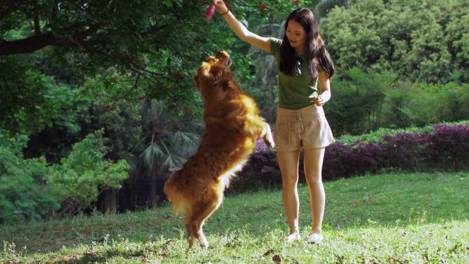 美女和狗狗在公园玩耍 女主人训练金毛犬