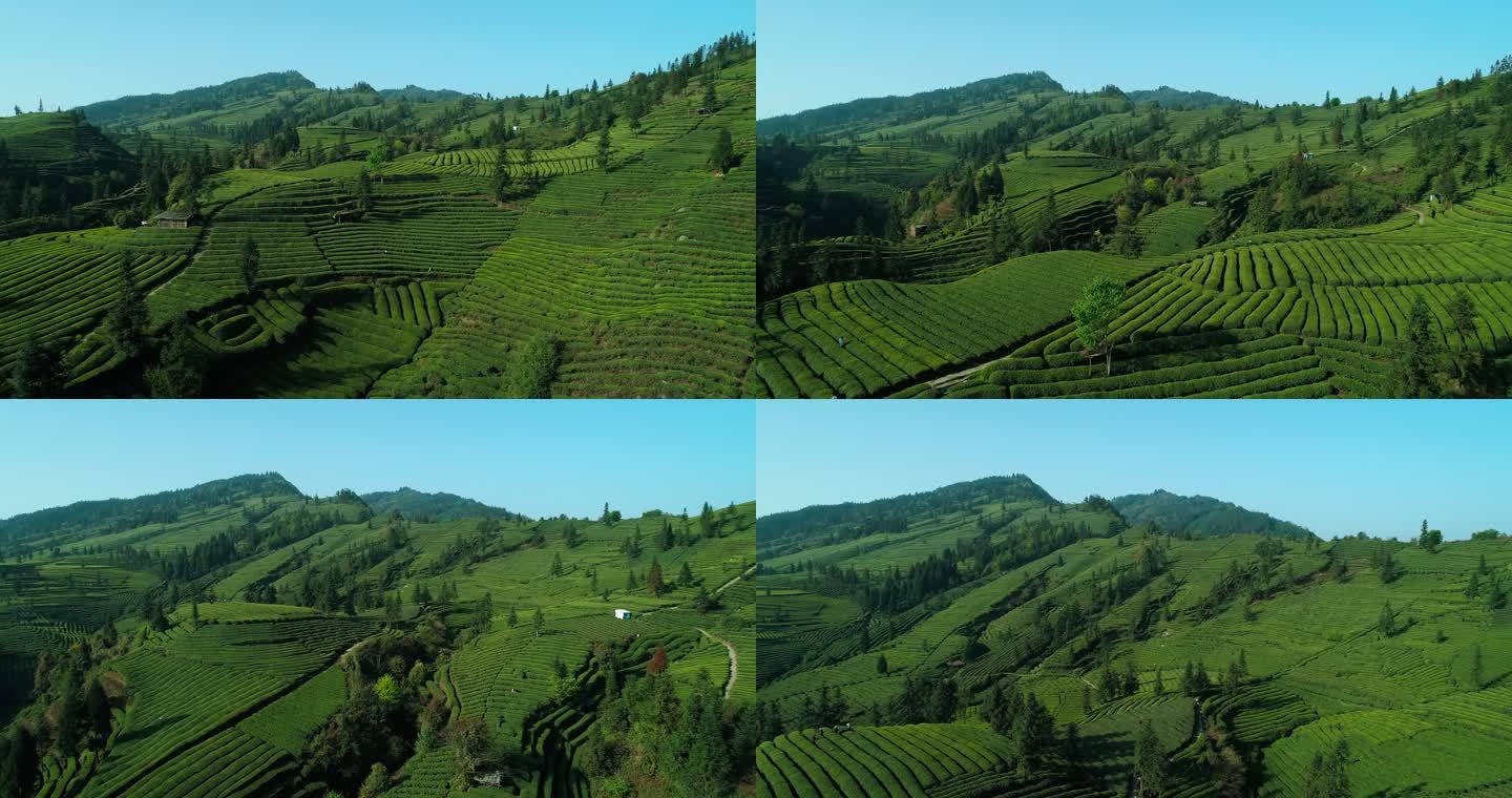 高山茶场航拍风景四川峨眉山下绿茶基地