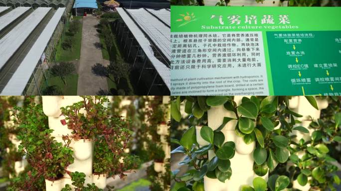 大棚种植科技农业中药农业种植9