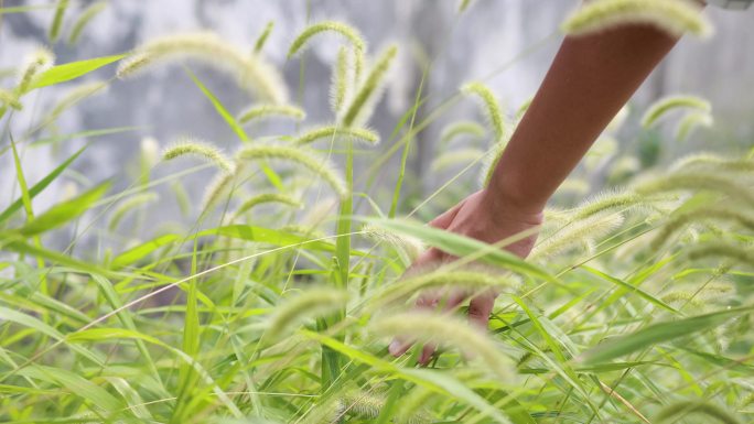 4k手划过狗尾巴草