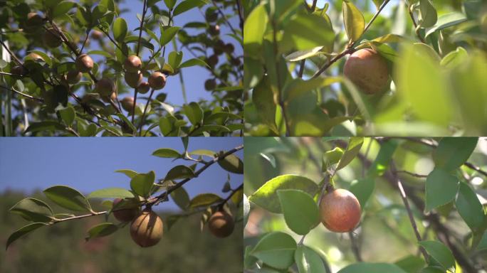 油茶果 油茶树 油茶籽 茶果A020