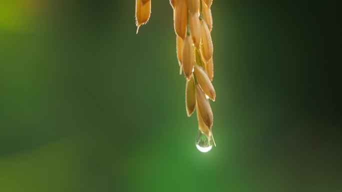 水稻稻穗特写 稻谷滴水特写 金黄水稻