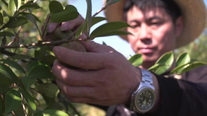 果农采摘油茶果香油茶 采穗圃A020