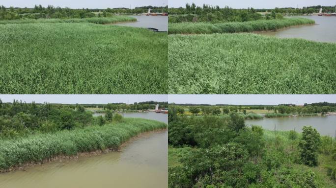 芦苇 草地 湖边 航拍 麻大湖  马踏湖