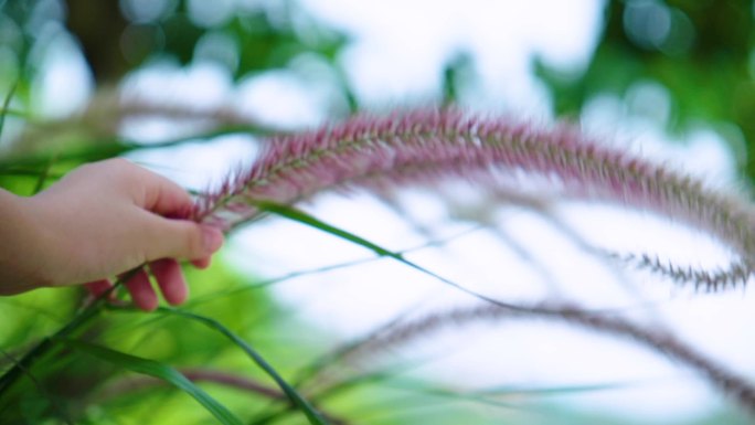 唯美浪漫-手抚摸过花丛-狗尾巴花芦苇荡