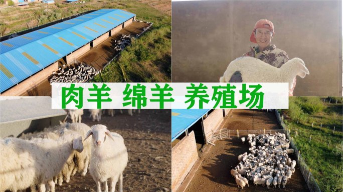 宁夏肉羊绵羊大型养殖场4K