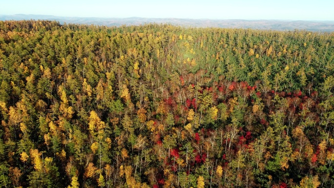 航拍秋季灿烂的五彩森林