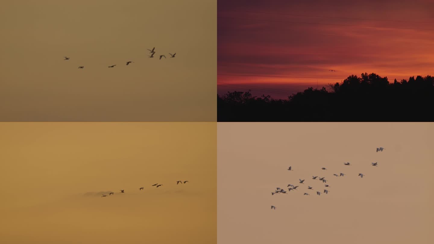 夕阳下飞翔的鸟、迁徙的鸟