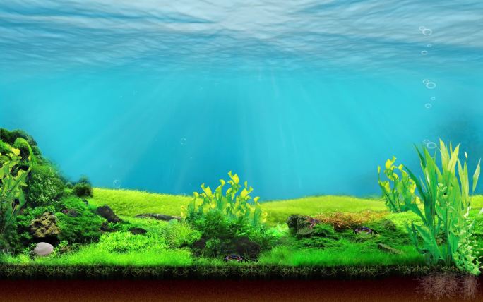 光线穿过水草丰富的海底