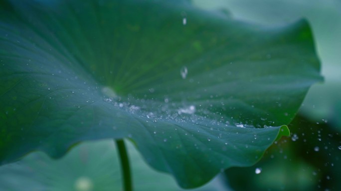 荷叶 滴水 水滴滴落 意境水滴