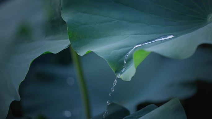 荷叶 荷叶滴水 水滴 水珠