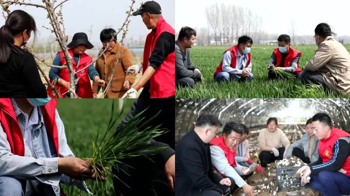 农业专家 三农 农业指导 特色种植 春耕
