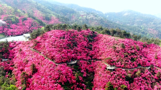 【原创4K】航拍云雾山杜鹃花开黄陂区泡桐