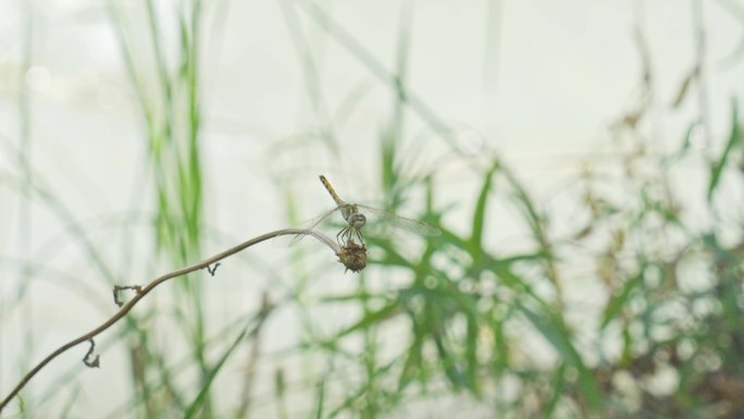 湖边蜻蜓独立枝头的挠头动作特写