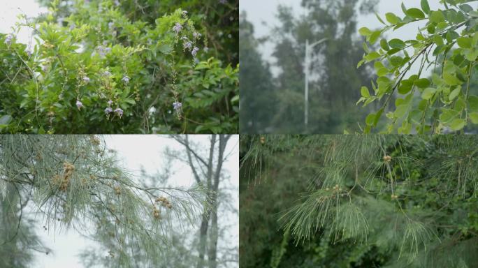 雨中的花草松树