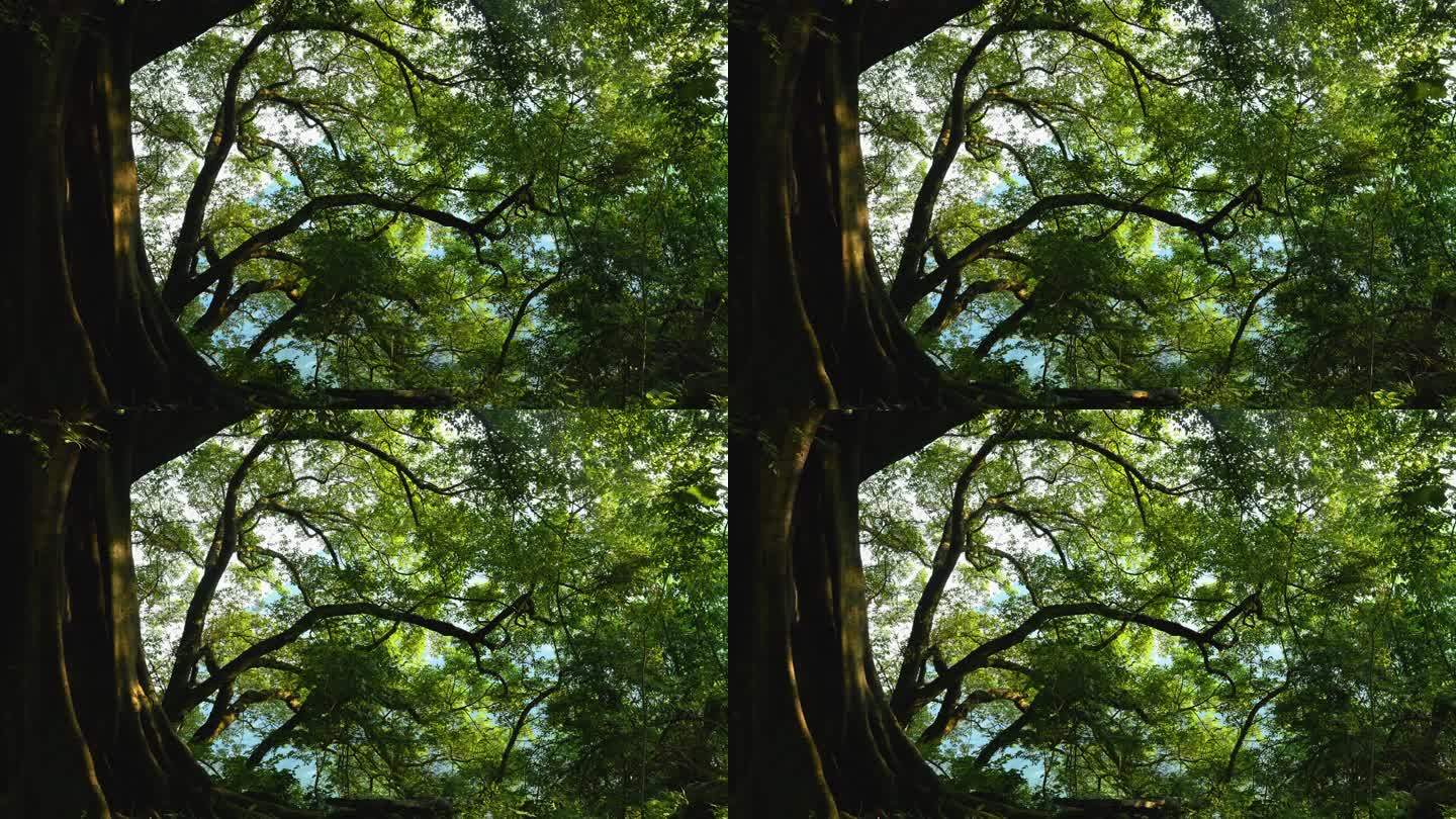 千年古榕树光影延时摄影