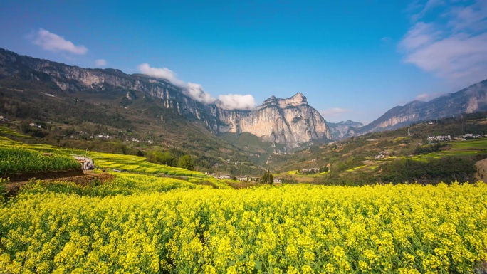 武陵山区绝壁油菜花海4K