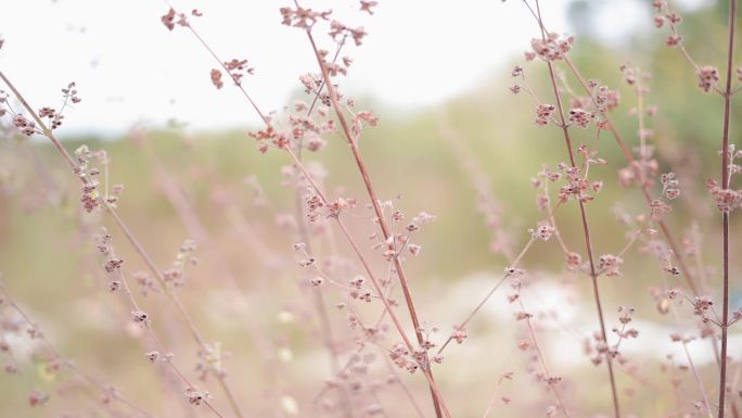 逆光花在风中摇摆