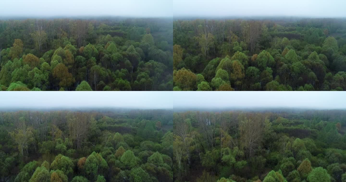 航拍晨雾中的树林风景