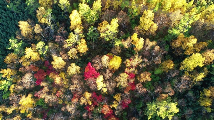 航拍秋季灿烂的五彩森林
