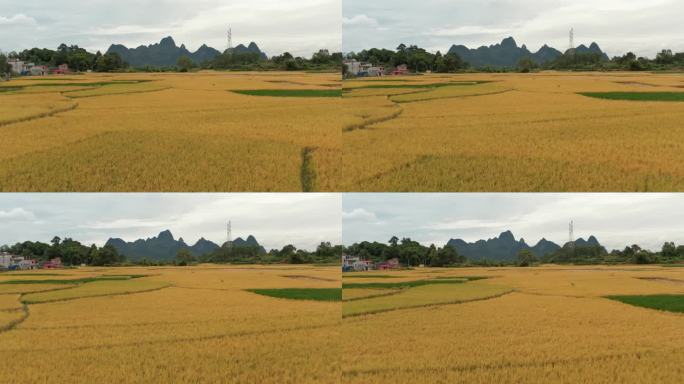 广西桂林秋季金色稻田田园风光前进视角航拍