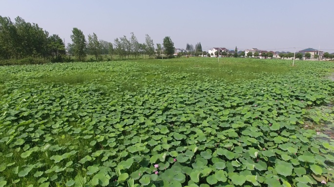 中国最美乡村沿湖村