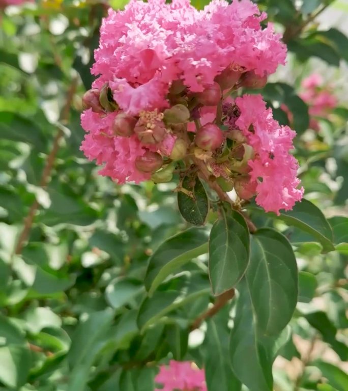 粉色红叶紫薇花特写