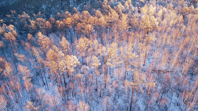 航拍雪原雪林红树梢