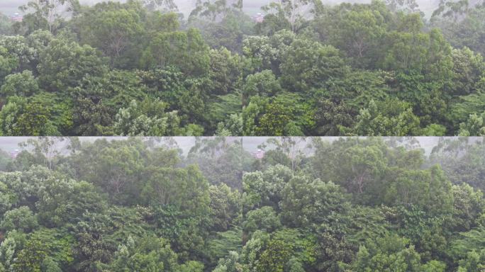 森林下雨狂风暴雨风吹雨打树丛树林大风大雨