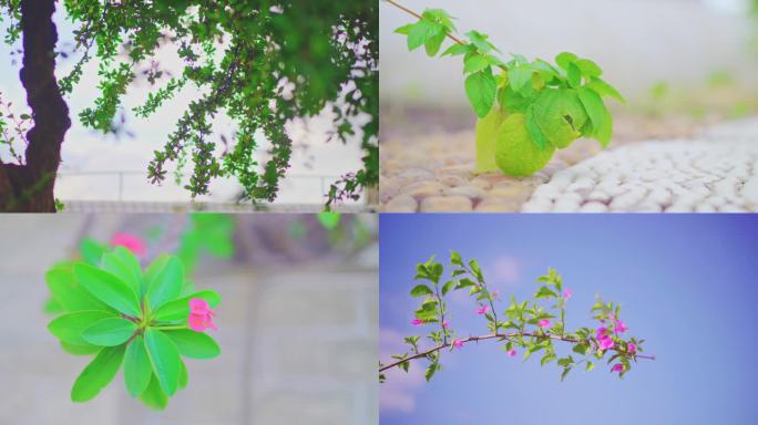 日系文艺清新植物空镜头实拍视频