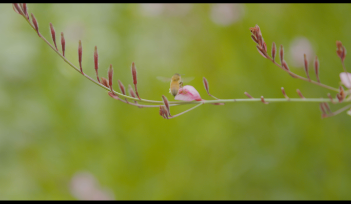 4k蜜蜂花丛中采蜜