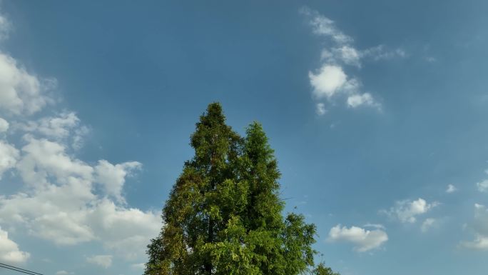 4K环绕拍摄一棵树 蓝天白云