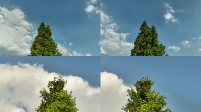 4K环绕拍摄一棵树 蓝天白云