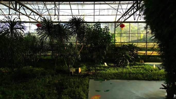 大棚种植植物现代观光休闲农业