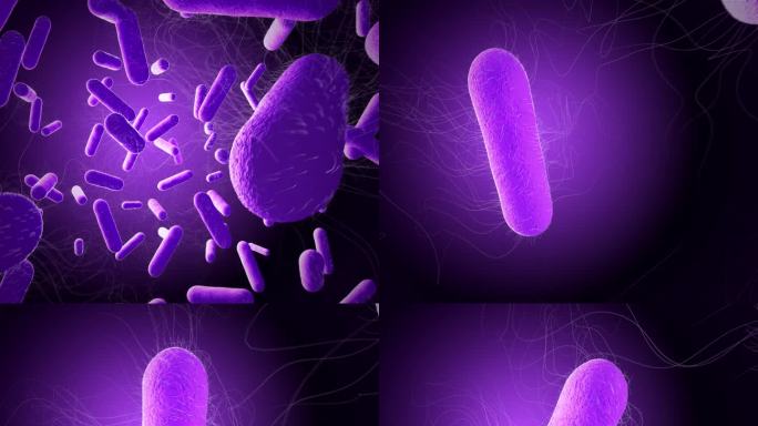 三维细菌动画
