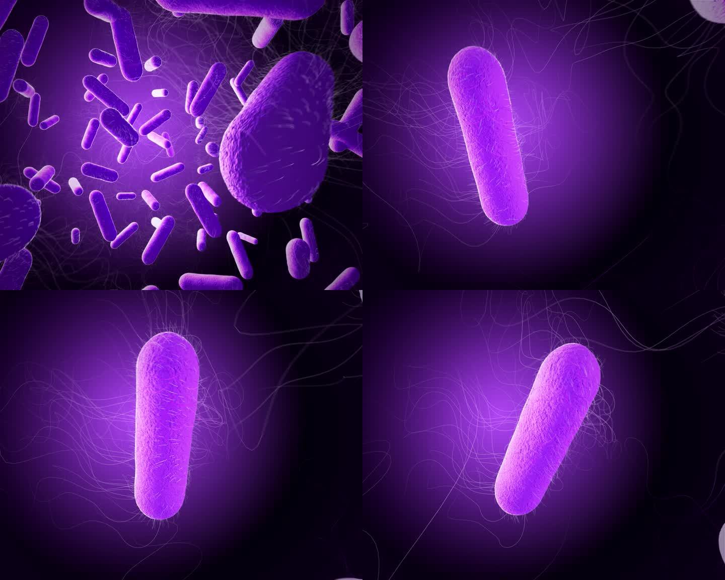 三维细菌动画