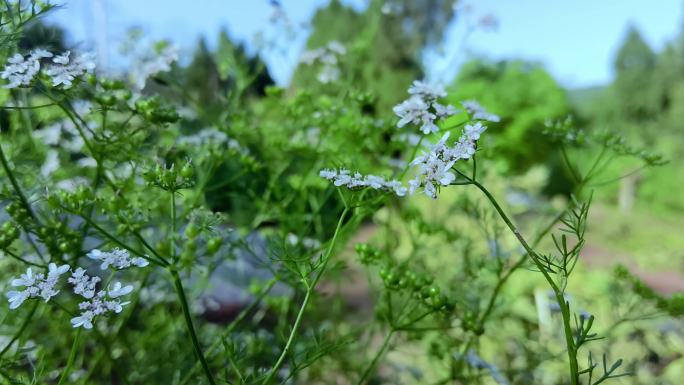 4K路边野花野草