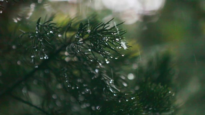 雨中的植被 宁波奉化岳林寺