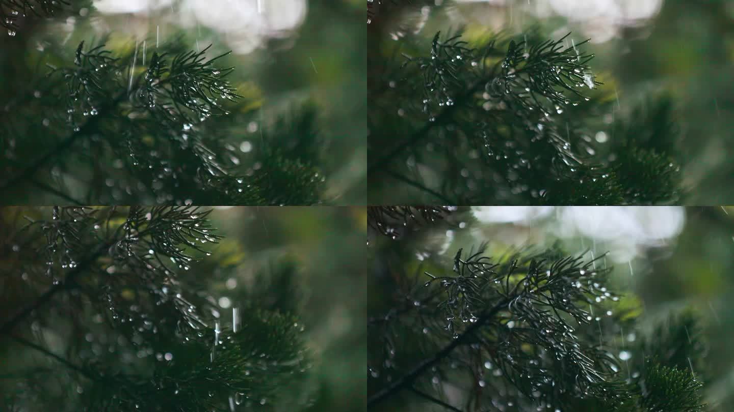 雨中的植被 宁波奉化岳林寺