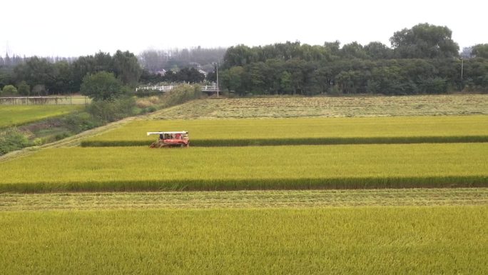 航拍兴化大米水稻乡村农田收割机视频宣传